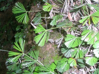 Actiniopteris dichotoma fullplant5.jpeg
